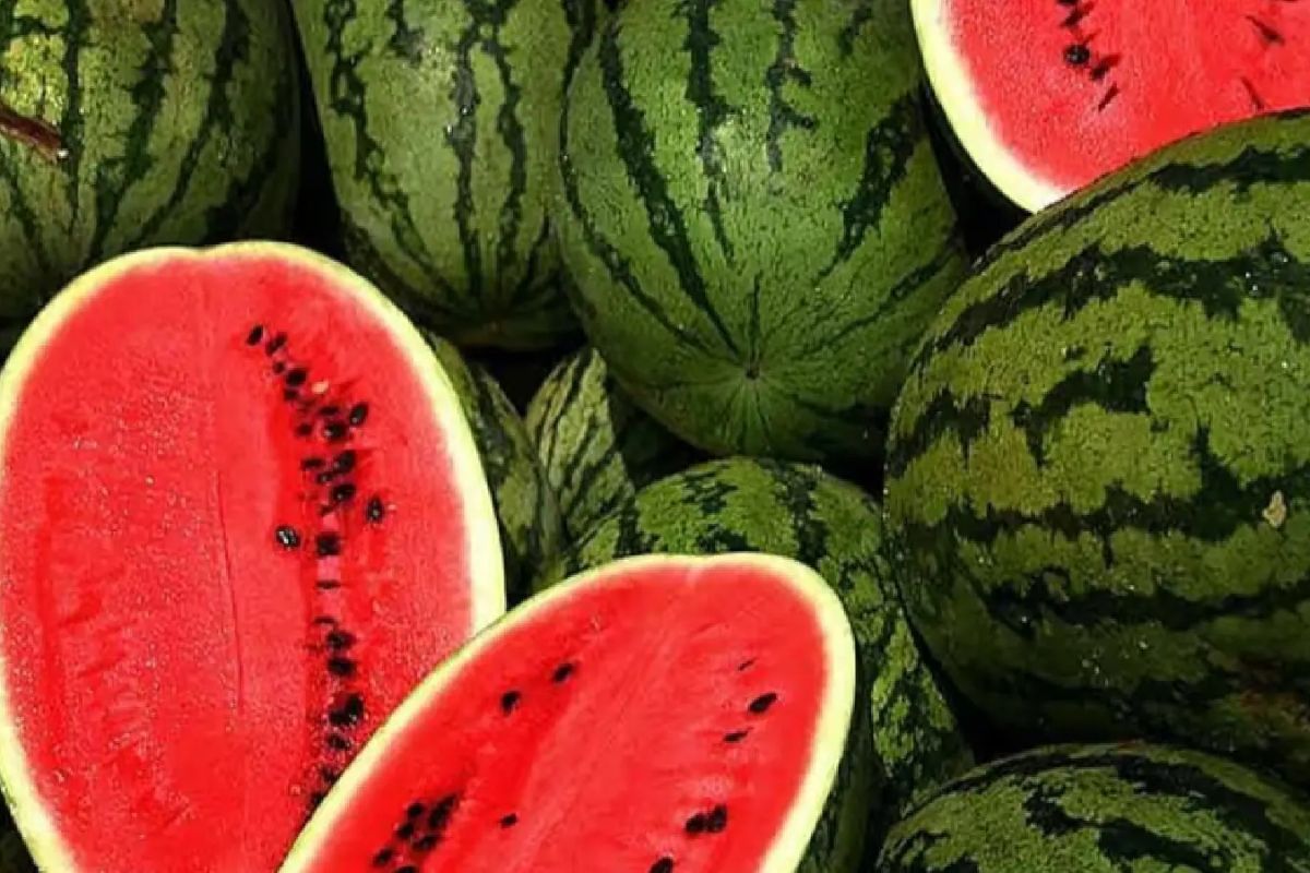 মিষ্টি তরমুজ বাছাইয়ের সহজ কৌশল জেনে নিন