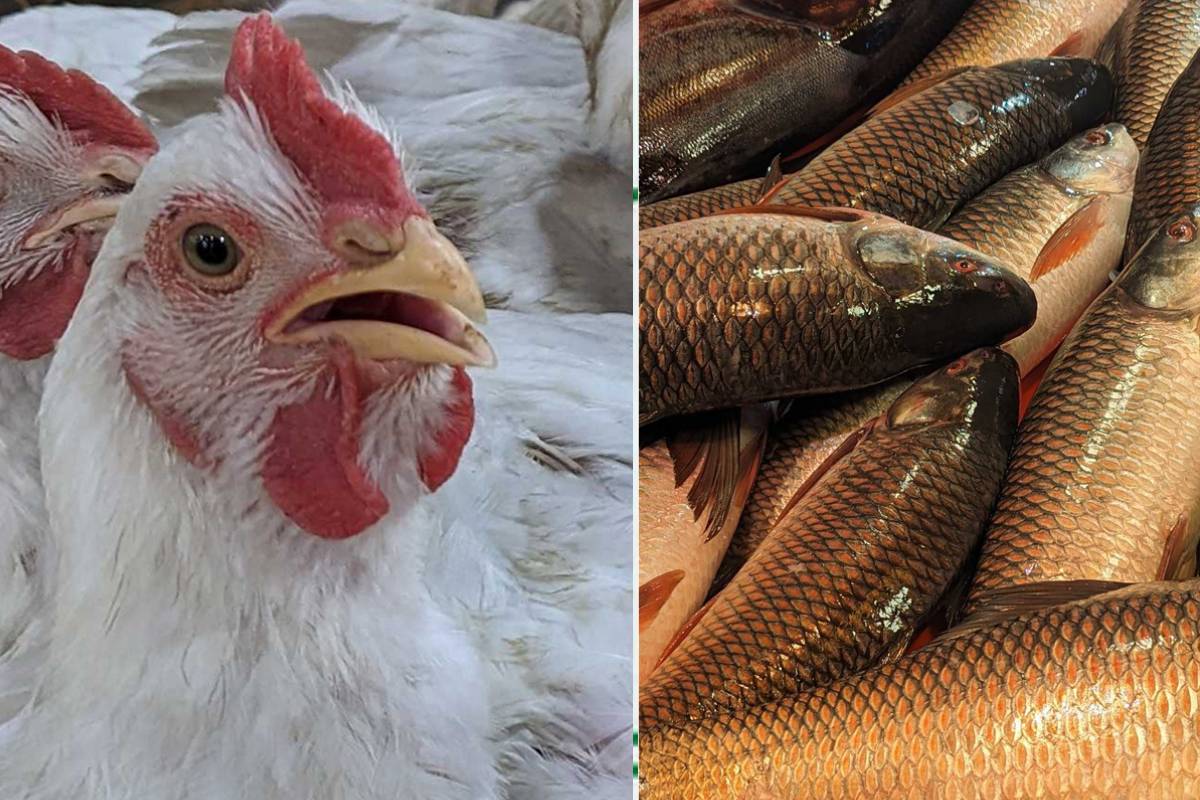 মুরগির দাম কমলেও নাগালের বাইরে মাছ