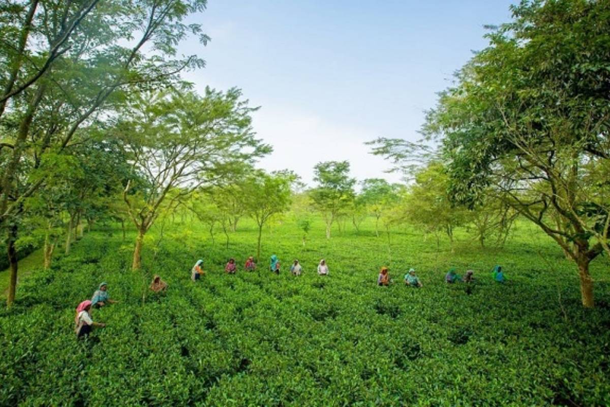 চা দিবসের তারিখ পরিবর্তন করল সরকার 