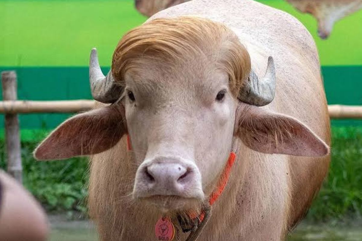 স্বরাষ্ট্রমন্ত্রীর হস্তক্ষেপে কুরবানি হচ্ছে না ‘ডোনাল্ড ট্রাম্প’
