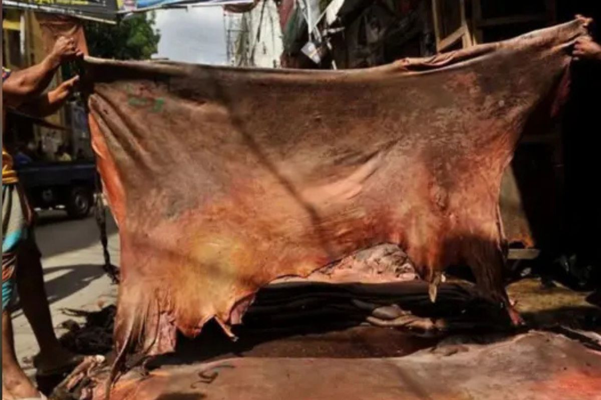 ঈদের চামড়া বিক্রিতে হতাশ বিক্রেতারা