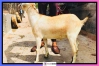 কিস্তির টাকা না পেয়ে নিয়ে গেল ছাগল; জানাজানি হলে যা ঘটল