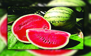 পাকা ও মিষ্টি তরমুজ চেনার সহজ উপায়