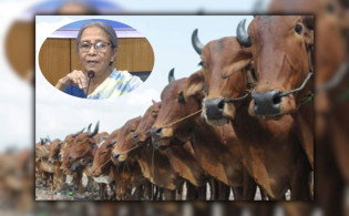‘এবার কোরবানির জন্য পশু আমদানি করা হবে না’