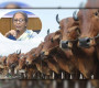 ‘এবার কোরবানির জন্য পশু আমদানি করা হবে না’