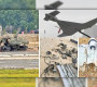 ভারতের ৭৭ ড্রোন ভূপাতিত করল পাকিস্তান