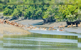 সুন্দরবনের ১০ কিলোমিটারজুড়ে শিল্পপ্রতিষ্ঠান স্থাপনে নিষেধাজ্ঞা
