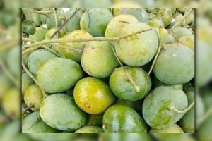 বাজারে মিলছে আম, ফরমালিনমুক্ত কিনা চিনবেন যেভাবে