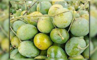 বাজারে মিলছে আম, ফরমালিনমুক্ত কিনা চিনবেন যেভাবে