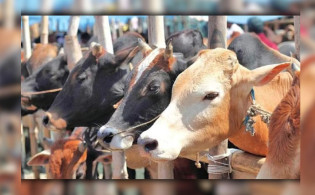 এবার রাজধানীর যেসব স্থানে বসছে কু’রবানির পশুর হাট