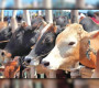 এবার রাজধানীর যেসব স্থানে বসছে কু’রবানির পশুর হাট