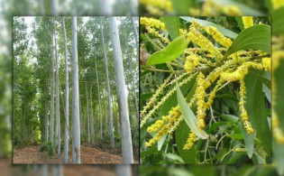 নিষিদ্ধ হল ২ গাছ