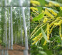 নিষিদ্ধ হল ২ প্রজাতির গাছ