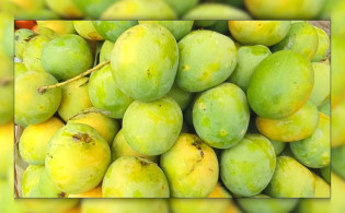 নতুন দুয়ার উন্মোচন; চীনে যাচ্ছে ৫০ টন আম