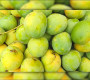 নতুন দুয়ার উন্মোচন; চীনে যাচ্ছে ৫০ টন আম