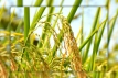 দেশে রাশায়নিক ও কীটনাশকমুক্ত ধান উদ্ভাবন
