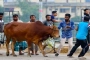 ভাগে কোরবানির ক্ষেত্রে মানতে হবে যেসব নিয়ম