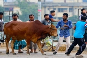 ভাগে কোরবানির ক্ষেত্রে মানতে হবে যেসব নিয়ম