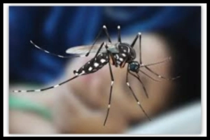 চলতি বছর ডেঙ্গুতে গত ২৪ ঘণ্টায় সর্বোচ্চ মৃ'ত্যু