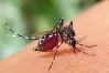 ২৪ ঘণ্টায় ডেঙ্গুতে আক্রান্ত হয়ে হাসপাতালে ২৩৪
