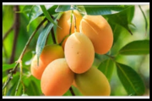 আম নিয়ে গবেষণায় উঠে এল চাঞ্চল্যকর তথ্য