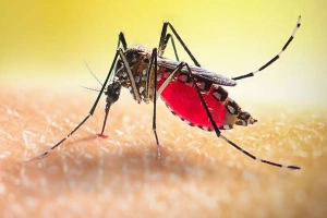 ডেঙ্গুতে আক্রান্ত ৩৫২ জন, মৃ'ত্যু একজনের