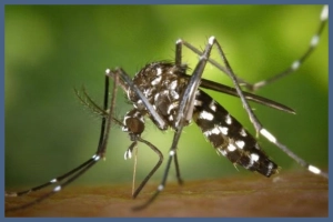 ২৪ ঘণ্টায় ডেঙ্গুতে হাসপাতালে ৩২৯ জন, মৃ’ত্যু ১ জনের