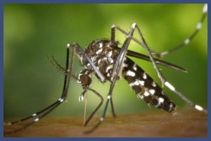 ২৪ ঘন্টায় ডেঙ্গু শনাক্ত ২৬২ জনের, মৃ’ত্যু ১