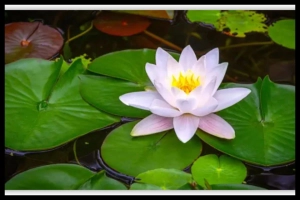 প্রতীক পরিবর্তন করে শাপলা চেয়েছে আরেক দল