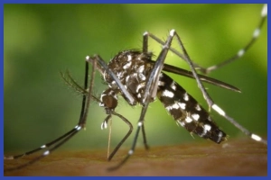 ডেঙ্গুতে মৃত্যু বেড়ে ৪৮, হাসপাতালে ভর্তি ৪৯২