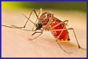 ২৪ ঘণ্টায় ডেঙ্গুতে মৃ’ত্যু ১ জনের, আক্রান্ত ৪০০ ছাড়াল
