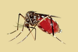 ডেঙ্গুতে হাসপাতালে ভর্তি ১১৪ জন, মৃ'ত্যু একজনের