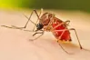 ডেঙ্গু: হাসপাতালে ভর্তি ৩৮৬, মৃ'ত্যু দুই জনের