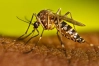 জুলাইয়ে ডেঙ্গুতে মৃ’ত্যুর নতুন মাইলফলক