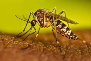 জুলাইয়ে ডেঙ্গুতে মৃ’ত্যুর নতুন মাইলফলক