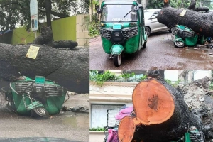 ধানমন্ডিতে গাছ পড়ে দুমড়েমুচড়ে গেল ৩ গাড়ি
