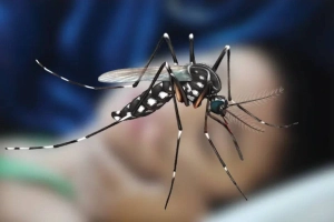 ডেঙ্গুতে আবারও ৩ প্রাণহানি, একদিনে আক্রান্ত ৪২৮
