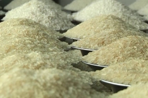 বোরো রেকর্ড ফলনেও চালের দাম বাড়ছে