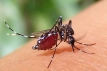 ডেঙ্গুতে আরও ৩ মৃত্যু, হাসপাতালে নতুন রোগী ৪১২