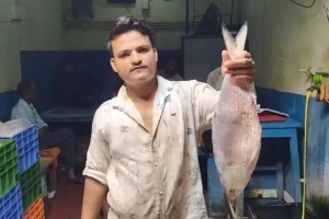 পদ্মার ইলিশের প্রথম চালান পৌঁছাল ভারতে, দাম কত?