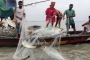 মেঘনা নদীতে ২২ দিন ইলিশ ধরা নিষিদ্ধ