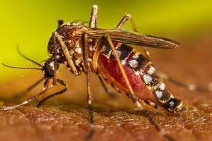 ডেঙ্গুতে ৯ জনের মৃ'ত্যু, নতুন রোগী ১০৪২