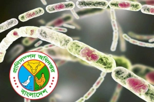 বাংলাদেশে অ্যানথ্রাক্সের প্রাদুর্ভাব: টিকাদান ও সচেতনতা কার্যক্রম জোরদার