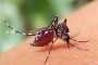 ডেঙ্গুতে একদিনে তিন মৃ’ত্যু, নতুন রোগী ৭০০