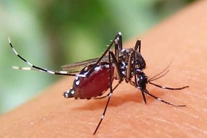 ডেঙ্গুতে একদিনে তিন মৃ’ত্যু, নতুন রোগী ৭০০
