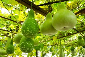 স্বাস্থ্য ও সৌন্দর্যের জন্য লাউ খাওয়ার পাঁচ উপকারিতা