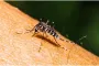 ডেঙ্গুতে মৃ’ত্যু চার, হাসপাতালে ৭৮১ জন