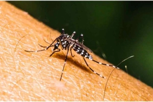 ডেঙ্গুতে মৃ’ত্যু চার, হাসপাতালে ৭৮১ জন