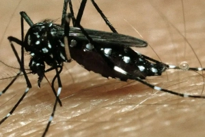 ডেঙ্গুতে মৃ’ত্যু চার জনের, নতুন রোগী ৭৫৮