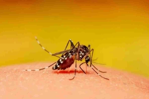 গত ২৪ ঘণ্টায় ডেঙ্গুতে ৪ জনের মৃত্যু, হাসপাতালে ভর্তি ৮১৪ জন